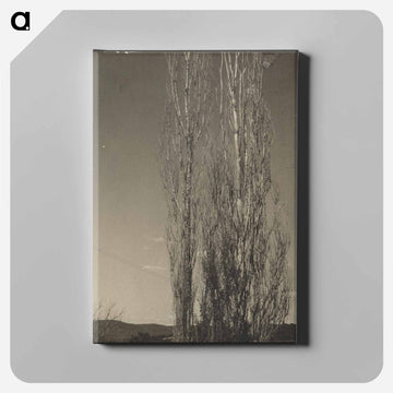 Dying Poplars, Lake George - アルフレッド スティーグリッツ Canvas.