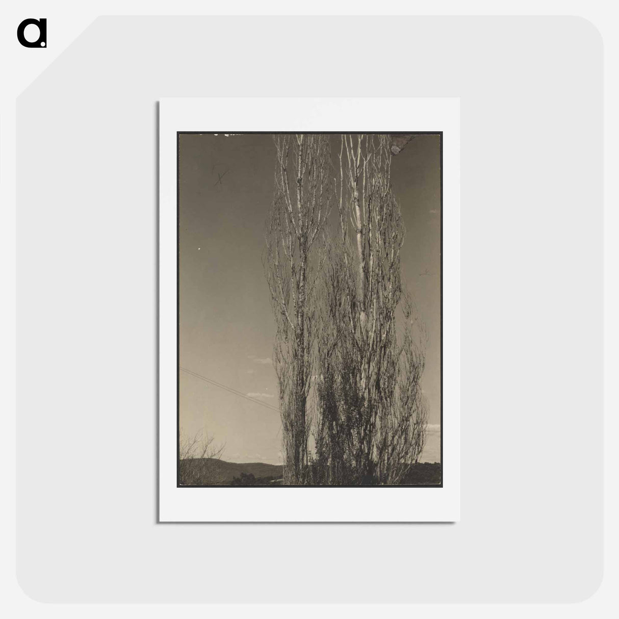 アートポストカード-Dying Poplars, Lake George - アルフレッド スティーグリッツ Postcard.