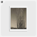 アートポストカード-Dying Poplars, Lake George - アルフレッド スティーグリッツ Postcard.