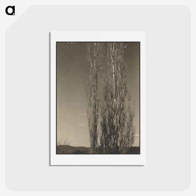 アートポストカード-Dying Poplars, Lake George - アルフレッド スティーグリッツ Postcard.