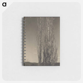 アートメモ帳-Dying Poplars, Lake George - アルフレッド スティーグリッツ Memo.