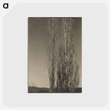 アートポストカード-Dying Poplars, Lake George - アルフレッド スティーグリッツ Postcard.