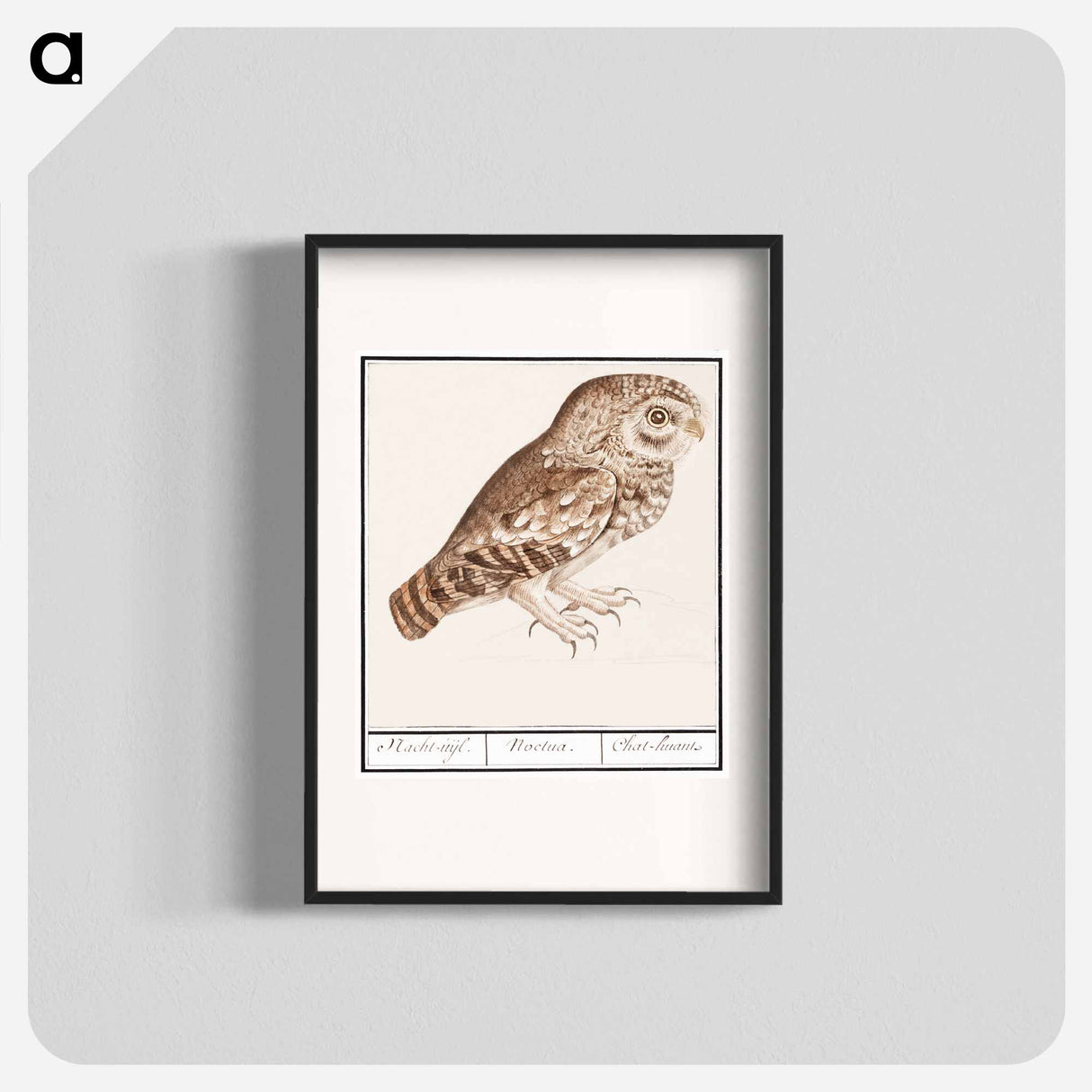 Little owl - アンセルムス ボエティウス デ ブート Poster.