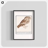 Little owl - アンセルムス ボエティウス デ ブート Poster.
