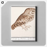 Little owl - アンセルムス ボエティウス デ ブート Canvas.