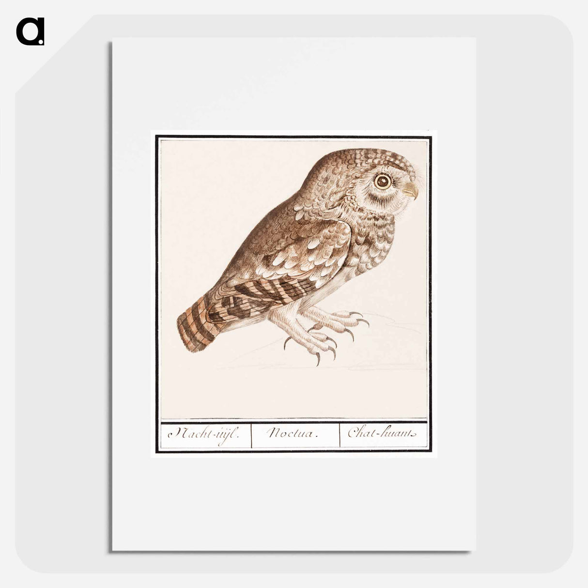 Little owl - アンセルムス ボエティウス デ ブート Poster.