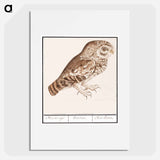 Little owl - アンセルムス ボエティウス デ ブート Poster.
