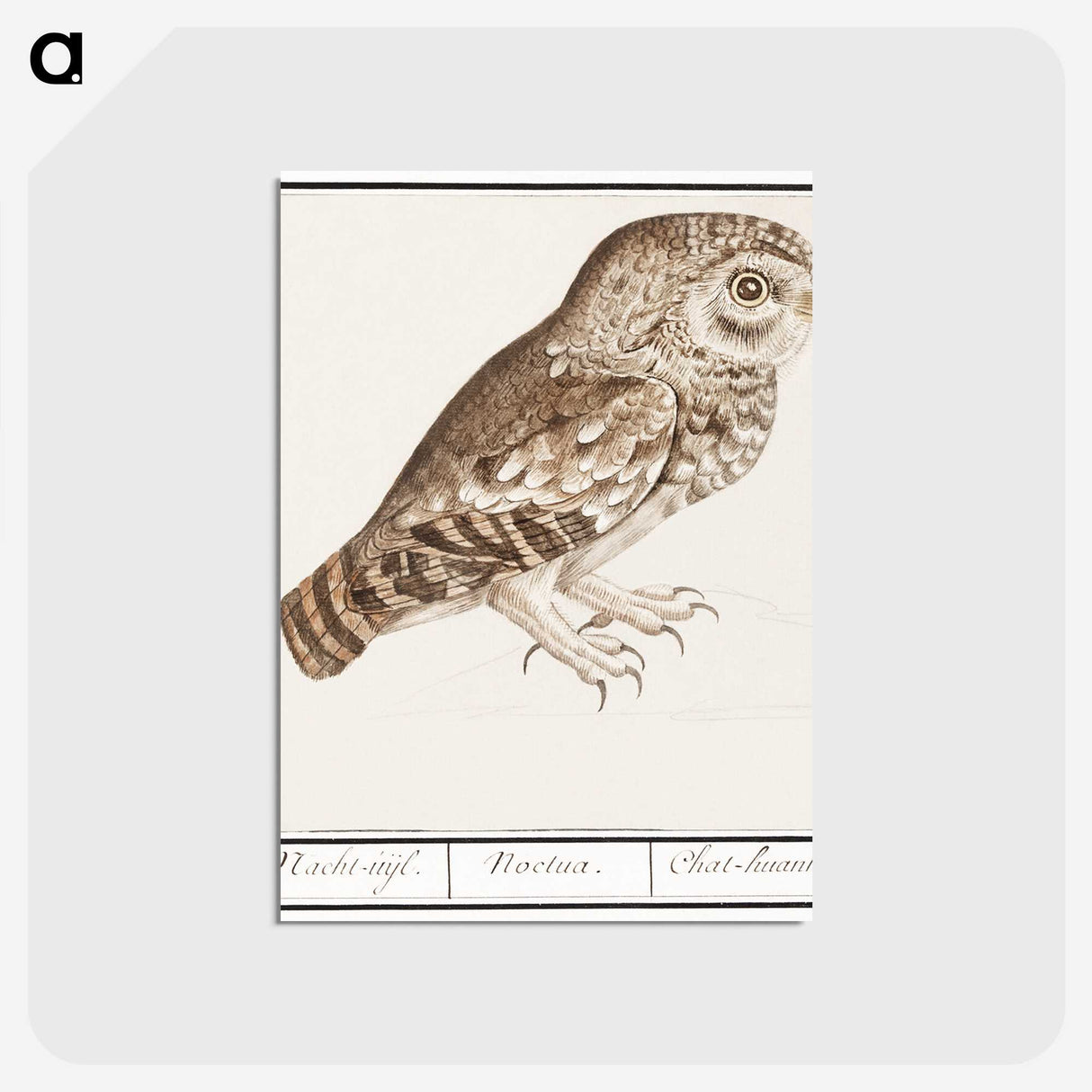 3-24_Anselmus-Boetius-de-Boodt_postcard