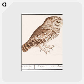 アートポストカード-Little owl - アンセルムス ボエティウス デ ブート Postcard.