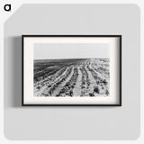 3-24_Dorothea-Lange_blk