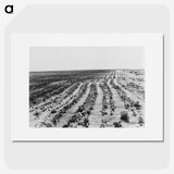 3-24_Dorothea-Lange_picture