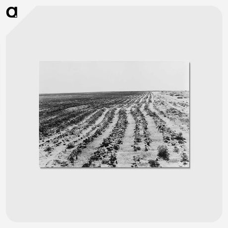 3-24_Dorothea-Lange_postcard