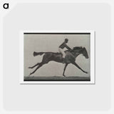アートポストカード-Galloping Horse and Rider
 - エドワード マイブリッジ Postcard.
