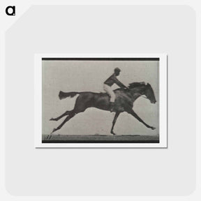 アートポストカード-Galloping Horse and Rider
 - エドワード マイブリッジ Postcard.