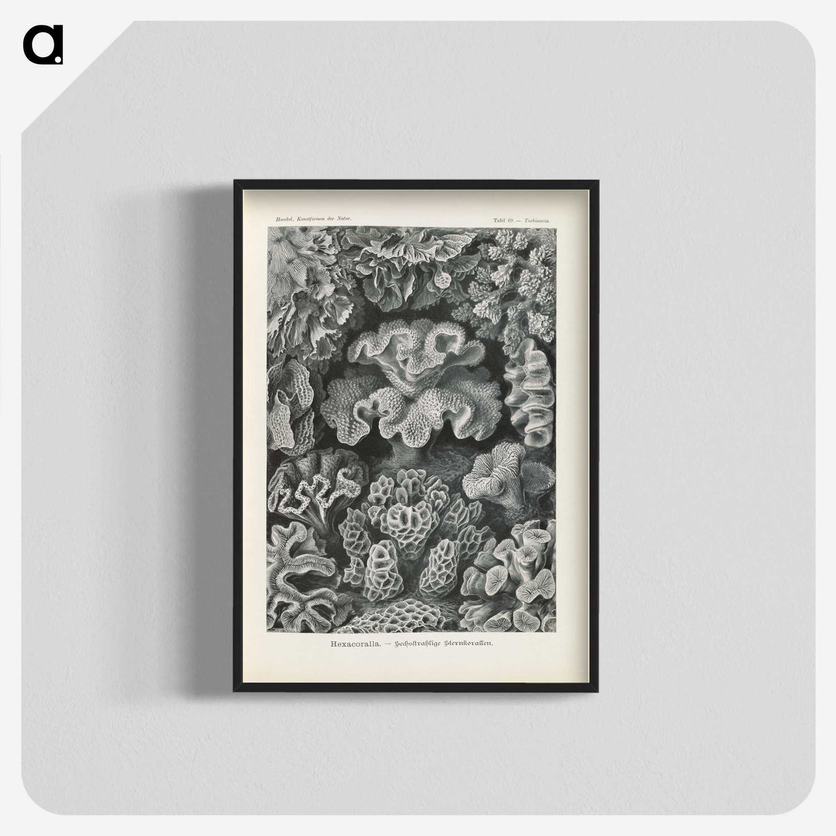 3-24_Ernst-Haeckel_blk-crop
