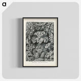 3-24_Ernst-Haeckel_blk-crop