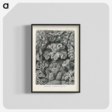 3-24_Ernst-Haeckel_blk-crop