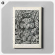 3-24_Ernst-Haeckel_canvas