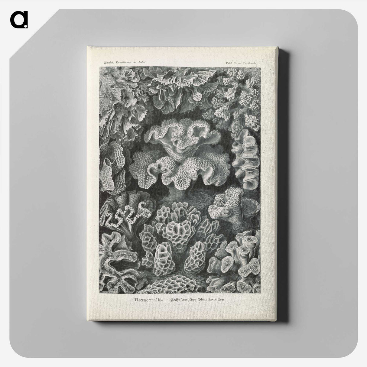 3-24_Ernst-Haeckel_canvas