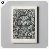 3-24_Ernst-Haeckel_canvas