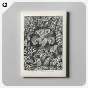 3-24_Ernst-Haeckel_canvas