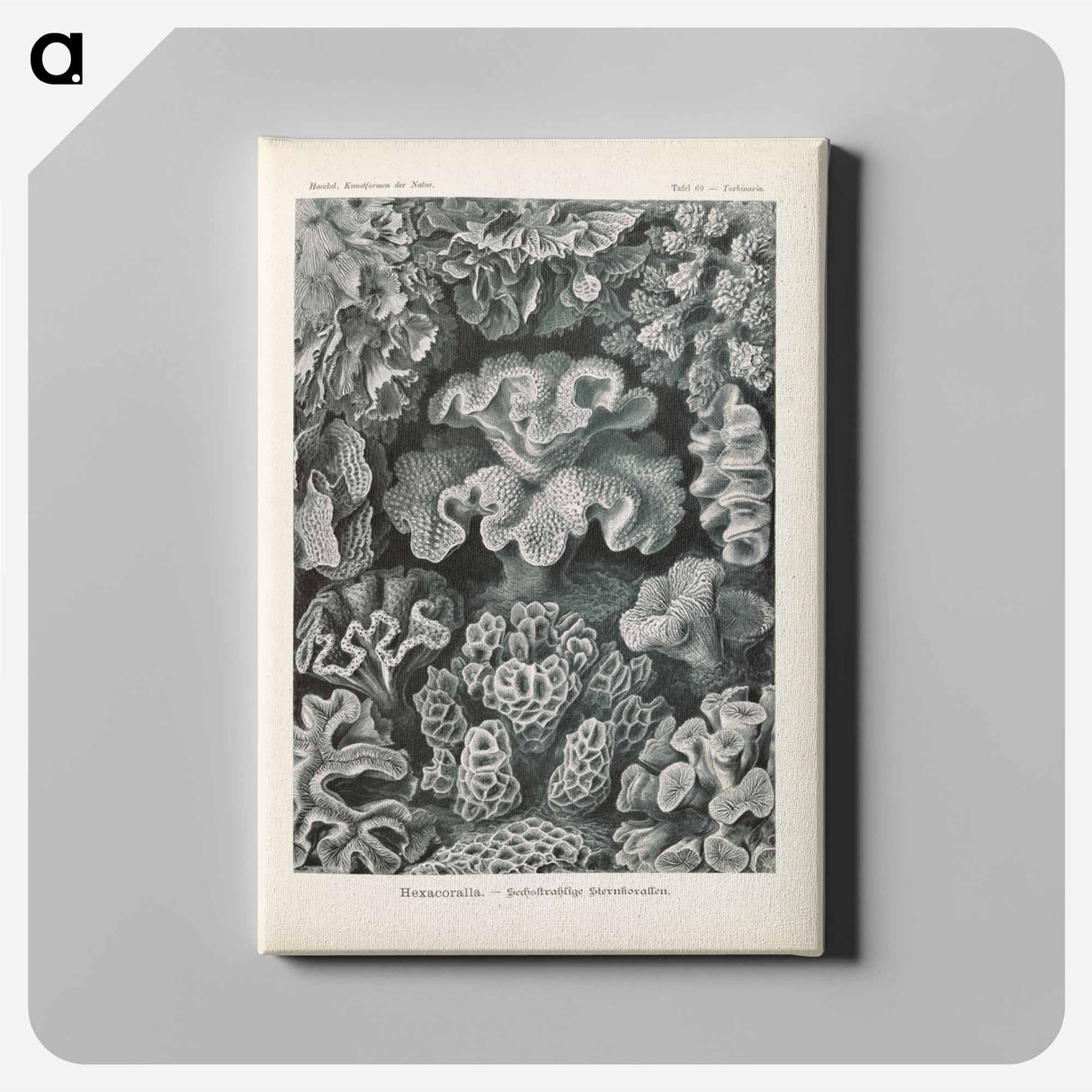 Marine life illustration - エルンスト ヘッケル Canvas.