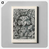 Marine life illustration - エルンスト ヘッケル Canvas.