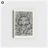 3-24_Ernst-Haeckel_memo