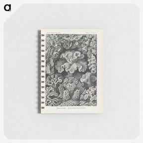 3-24_Ernst-Haeckel_memo