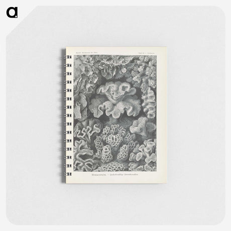 3-24_Ernst-Haeckel_memo