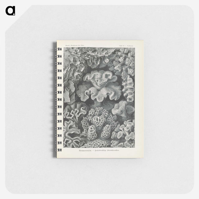 3-24_Ernst-Haeckel_memo