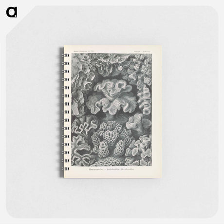 アートメモ帳-Marine life illustration - エルンスト ヘッケル Memo.