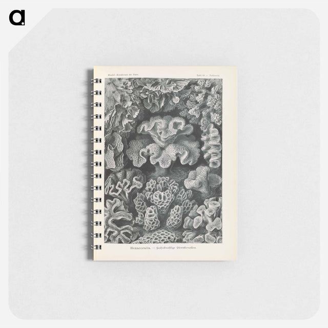 アートメモ帳-Marine life illustration - エルンスト ヘッケル Memo.
