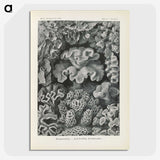 3-24_Ernst-Haeckel_picture-crop