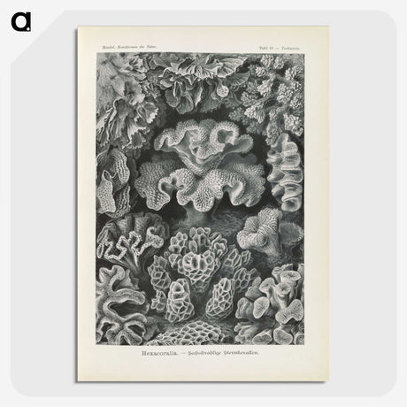 3-24_Ernst-Haeckel_picture-crop