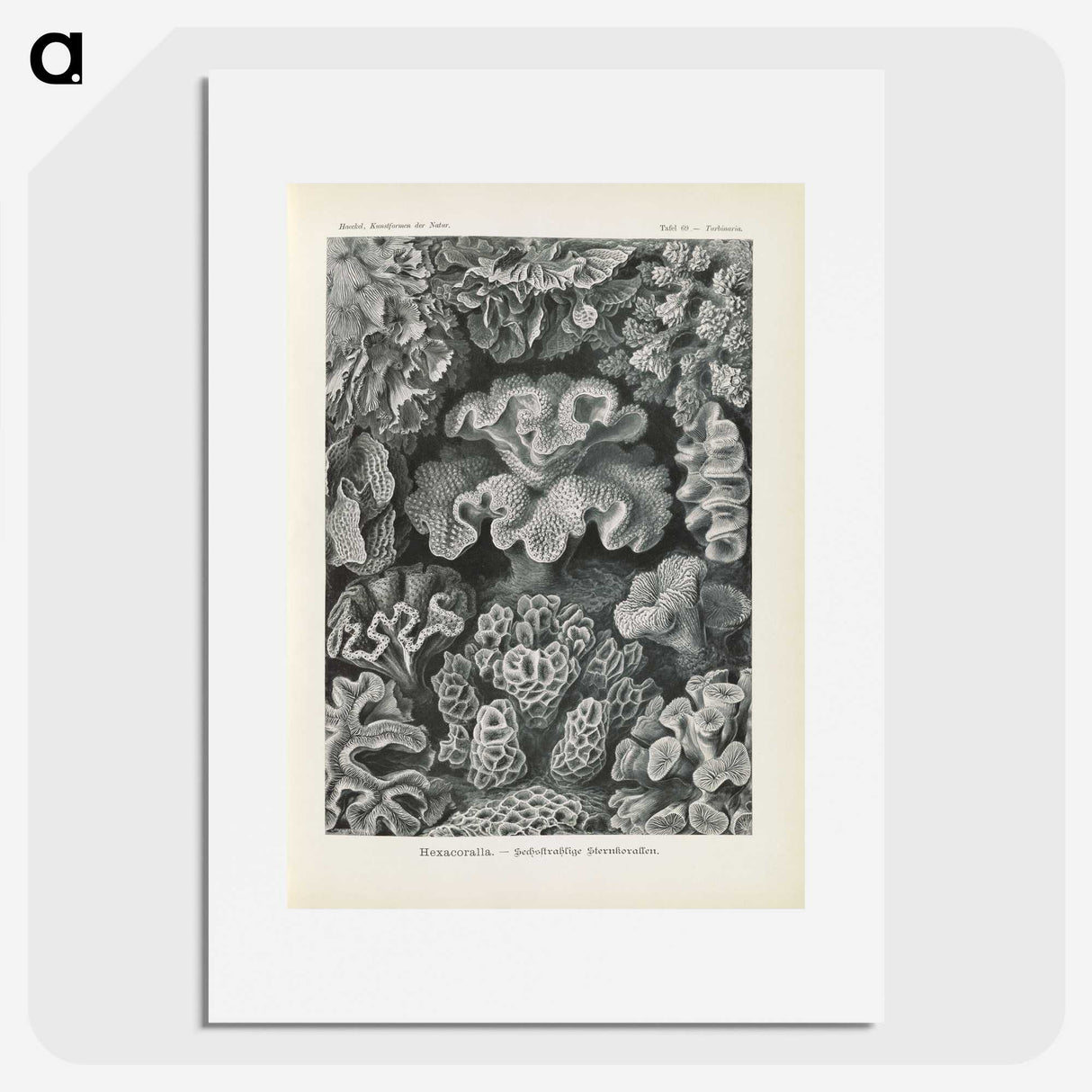 3-24_Ernst-Haeckel_picture