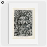 3-24_Ernst-Haeckel_picture