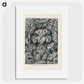 3-24_Ernst-Haeckel_picture