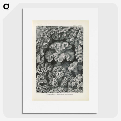 3-24_Ernst-Haeckel_picture