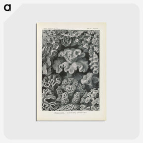 3-24_Ernst-Haeckel_postcard