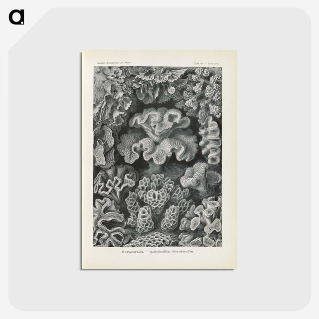 3-24_Ernst-Haeckel_postcard