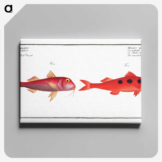 3-24_Ichtyologie-ou-Histoire-naturelle_canvas