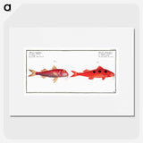 3-24_Ichtyologie-ou-Histoire-naturelle_picture