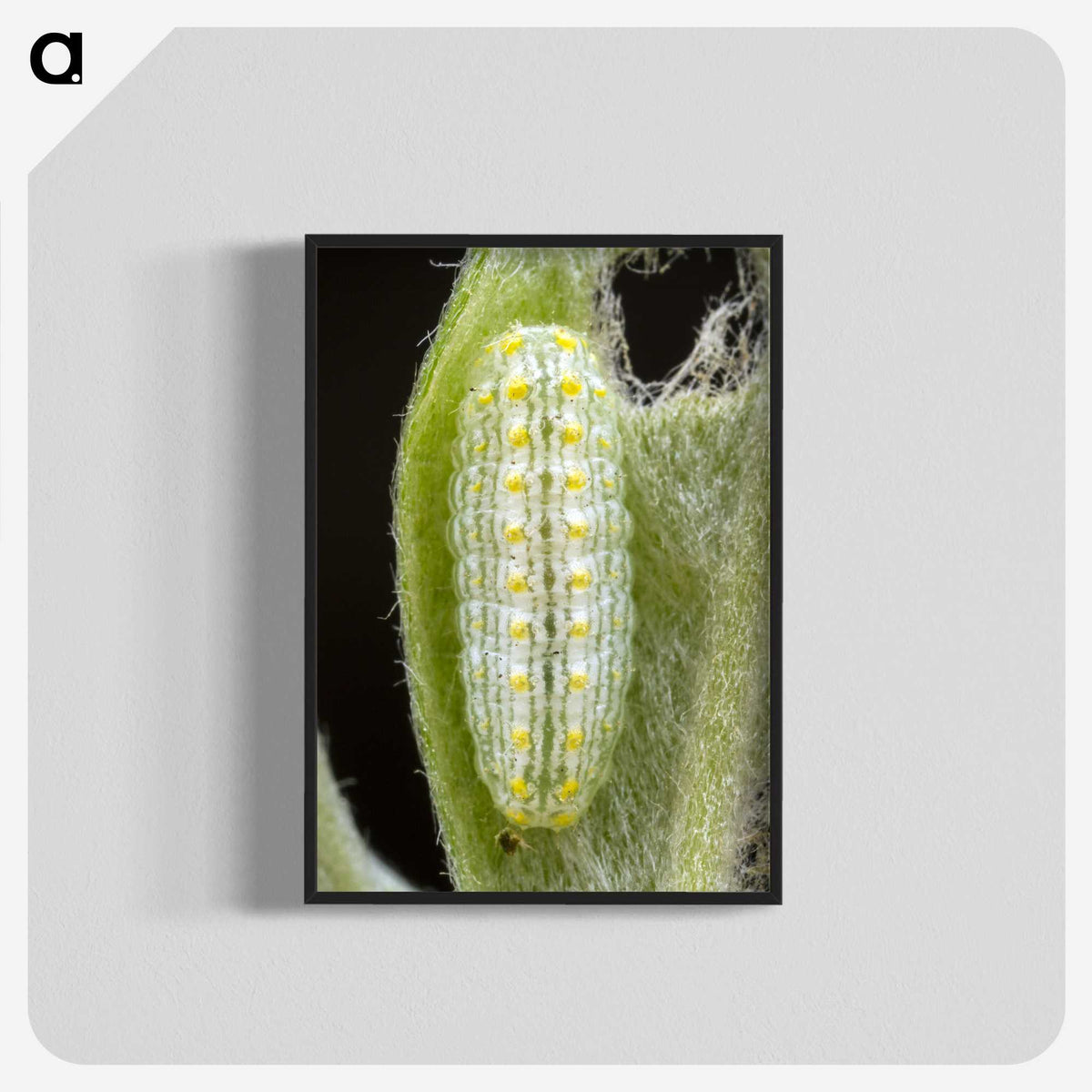 3-24_Insects-Unlocked-Project_blk-crop