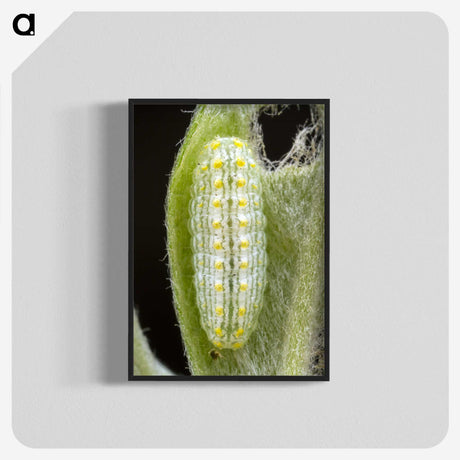 3-24_Insects-Unlocked-Project_blk-crop