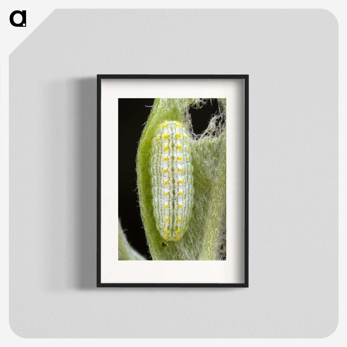 3-24_Insects-Unlocked-Project_blk