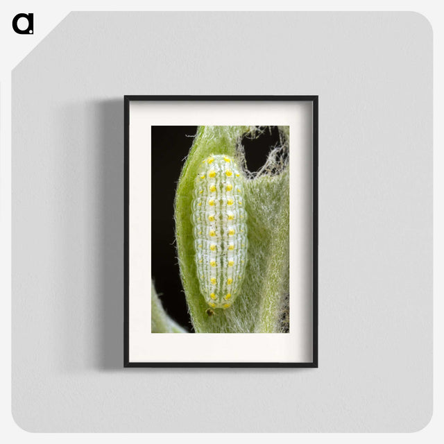 3-24_Insects-Unlocked-Project_blk