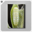 3-24_Insects-Unlocked-Project_canvas