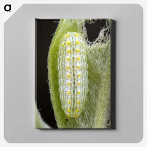3-24_Insects-Unlocked-Project_canvas