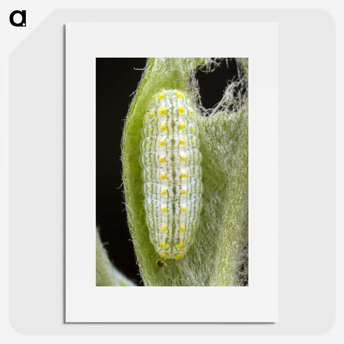 3-24_Insects-Unlocked-Project_picture